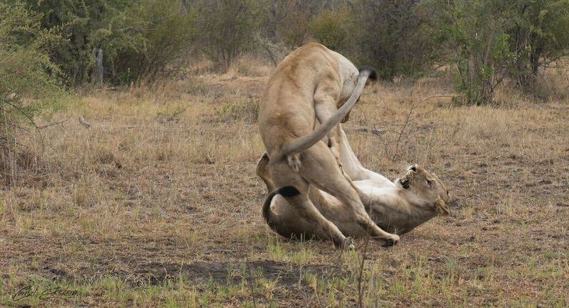 Photo of Others in Madikwe Game Reserve