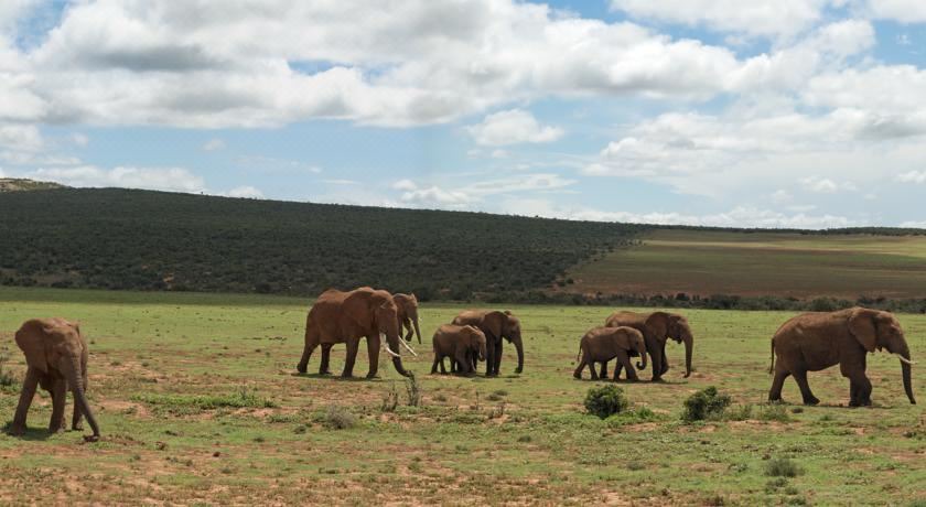 Photo of Others in Addo