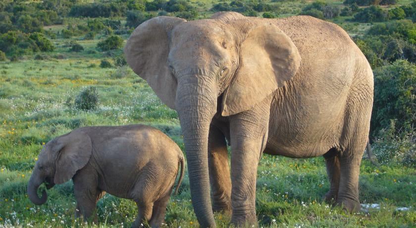 Photo of Others in Addo