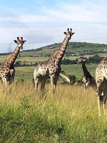 Photo of Others in Pietermaritzburg