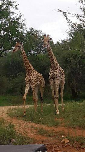 Photo of Others in Marloth Park