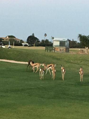 Photo of Others in Mossel Bay