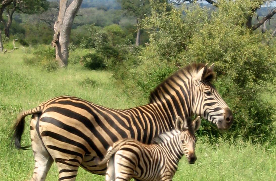 Photo of Others in Thorny Bush Game Reserve