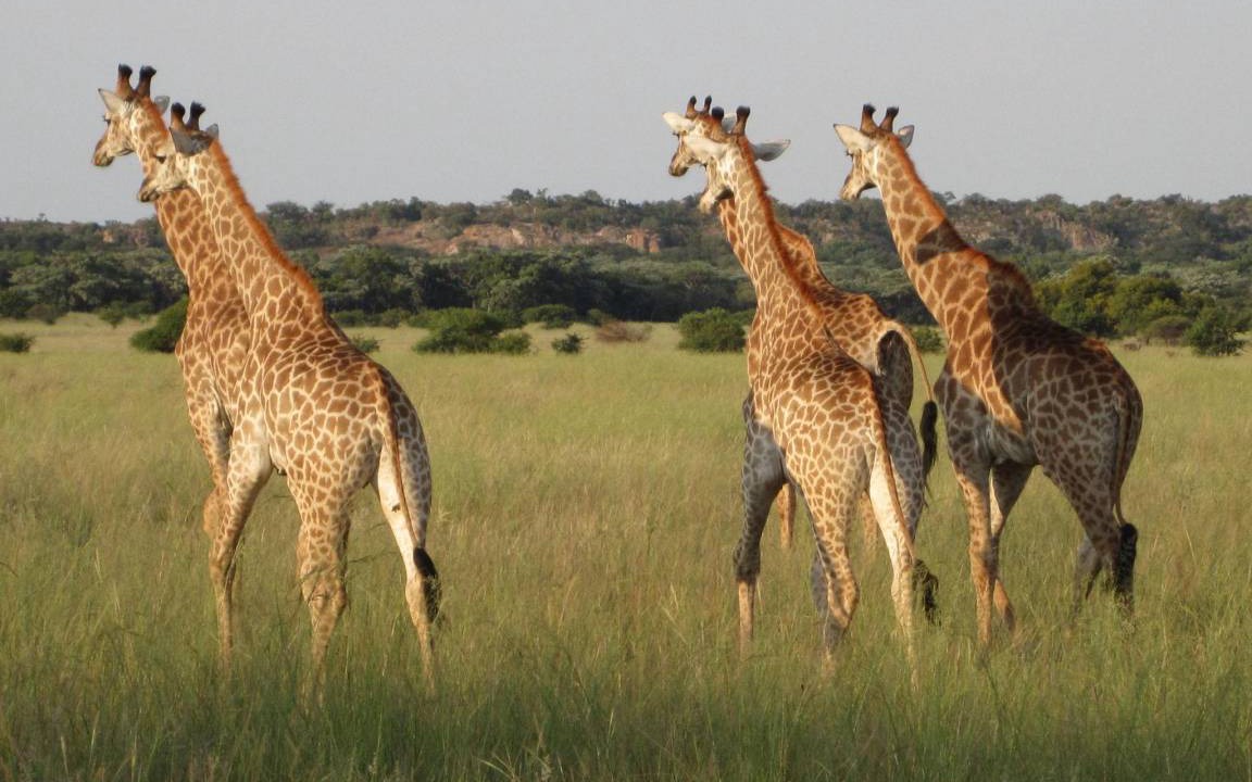 Photo of Others in Modimolle