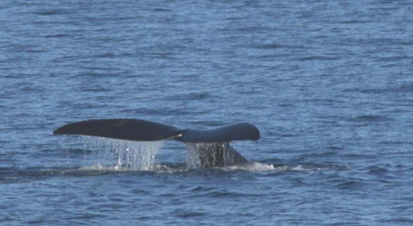 Photo of Others in Robberg Beach