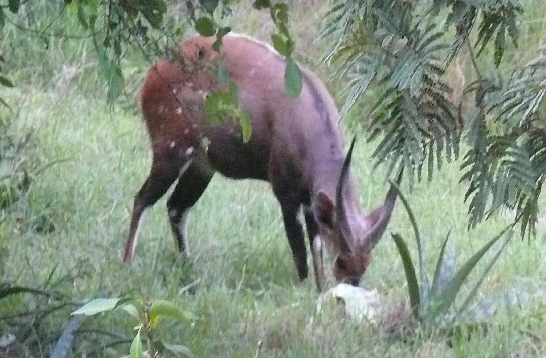 Photo of Others in Thorny Bush Game Reserve