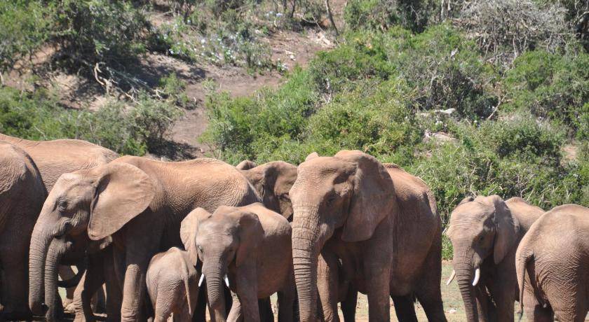 Photo of Others in Addo