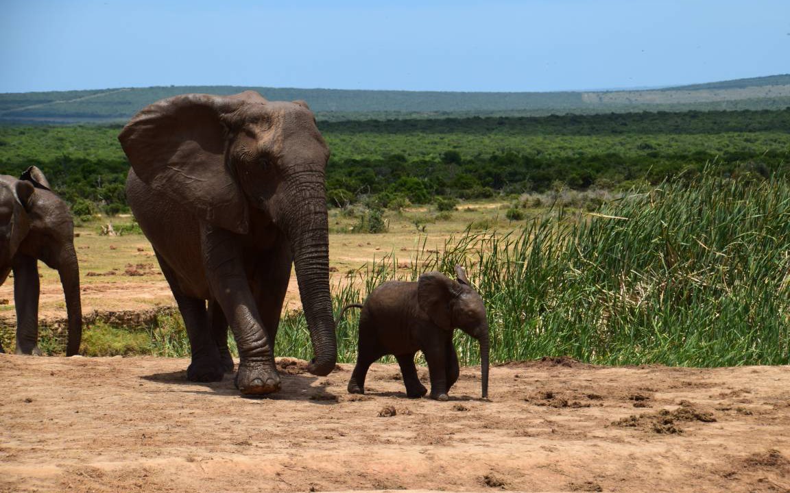 Photo of Others in Addo