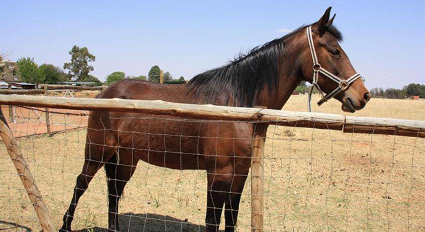 Photo of Others in Bloemfontein
