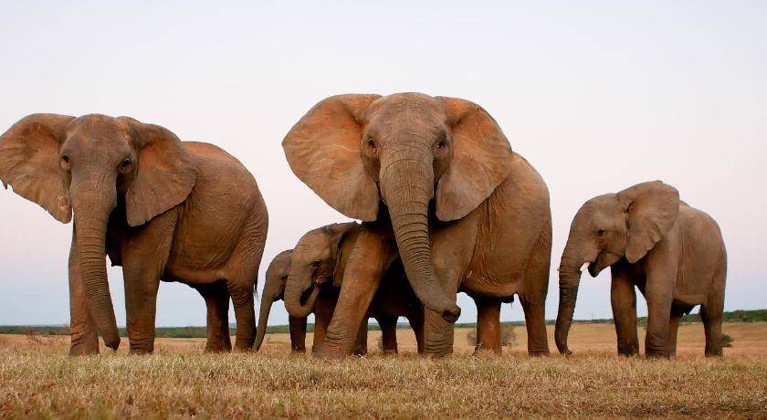 Photo of Others in Addo