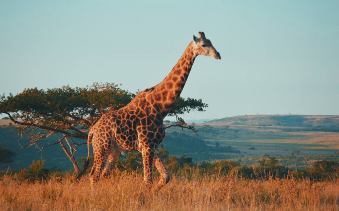 Photo of Others in Carletonville