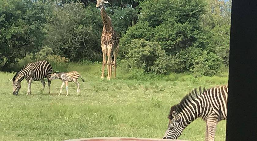 Photo of Others in Thorny Bush Game Reserve