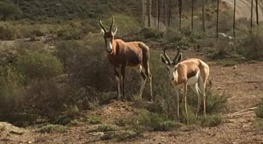 Photo of Others in Montagu