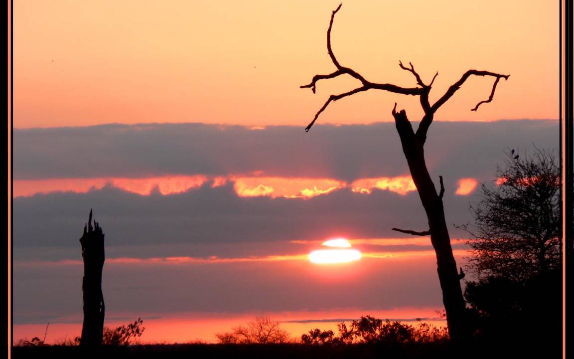 Photo of Others in Thorny Bush Game Reserve