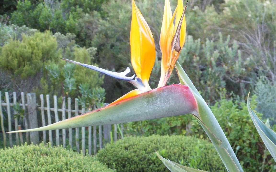 Photo of Others in Knysna