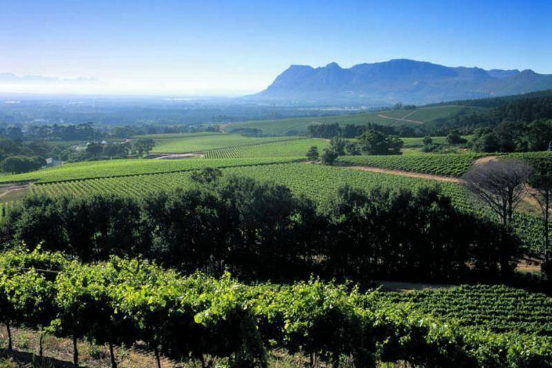 Photo of Others in Constantia