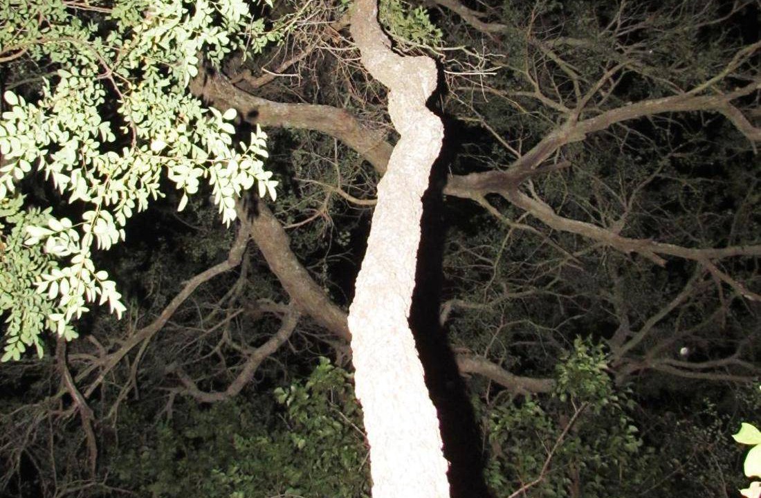 Photo of Others in Thorny Bush Game Reserve