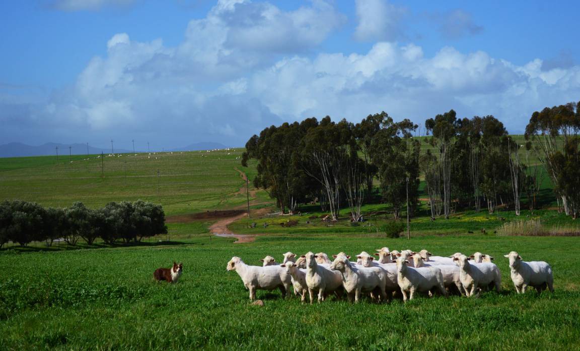 Photo of Others in Swartland