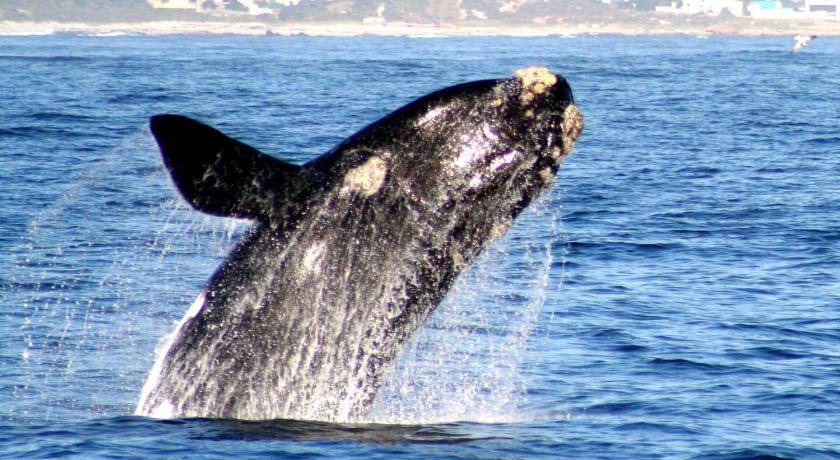 Photo of Others in Gansbaai