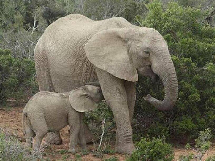 Photo of Others in Addo