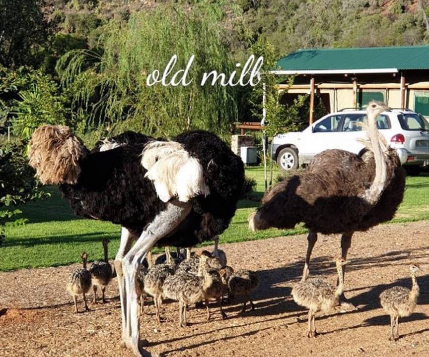 Photo of Others in Schoemanshoek