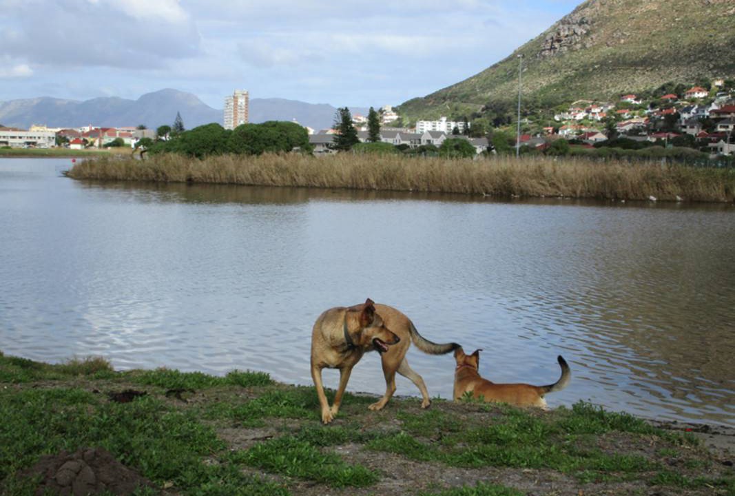 Photo of Others in Muizenberg