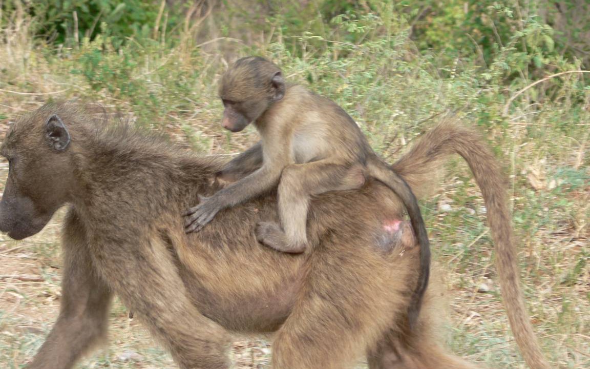 Photo of Others in Thorny Bush Game Reserve