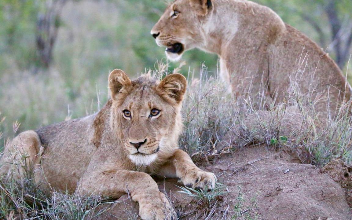 Photo of Others in Kruger National Park