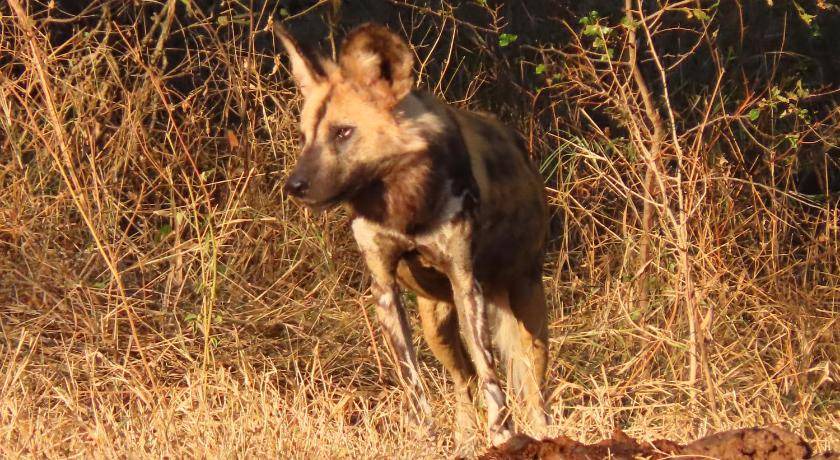 Photo of Others in Thorny Bush Game Reserve