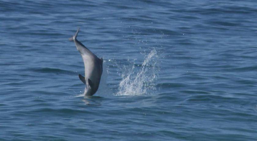 Photo of Others in Robberg Beach