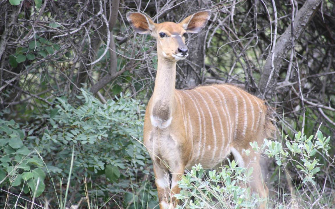 Photo of Others in Vaalwater