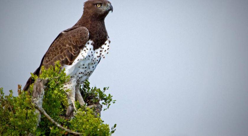 Photo of Others in Addo