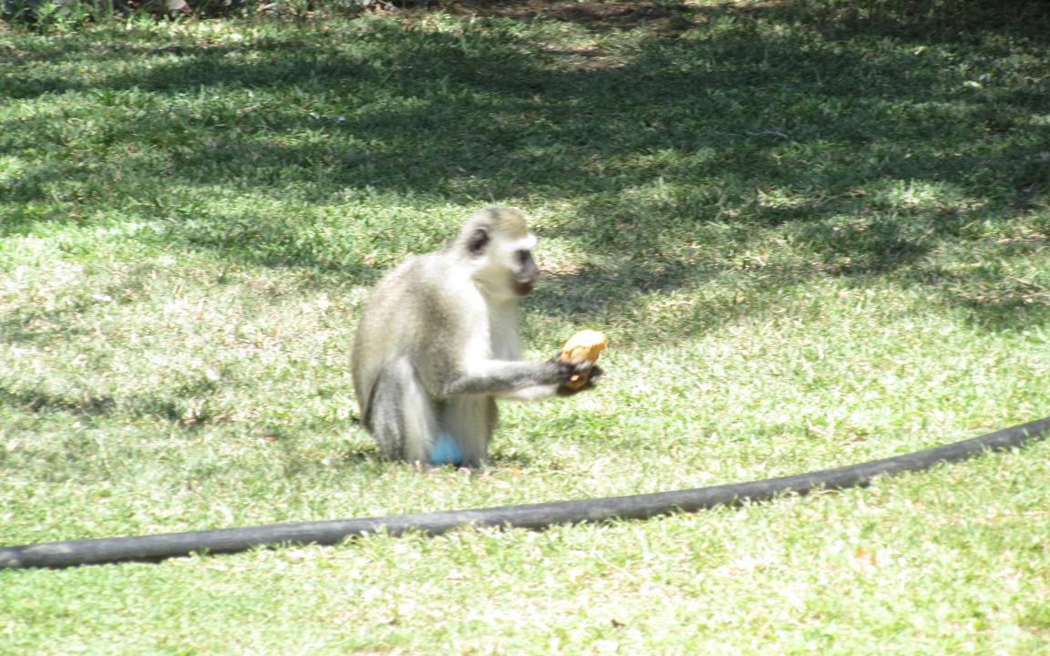 Photo of Others in Thorny Bush Game Reserve