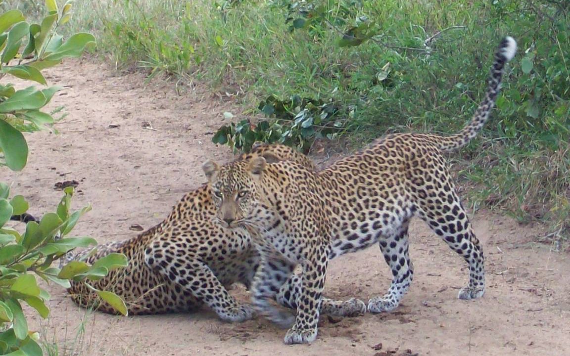 Photo of Others in Thorny Bush Game Reserve