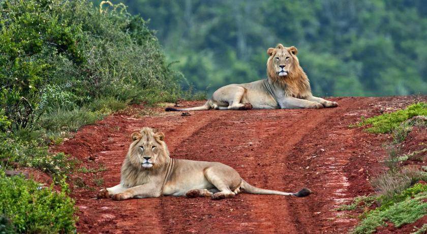 Photo of Others in Addo