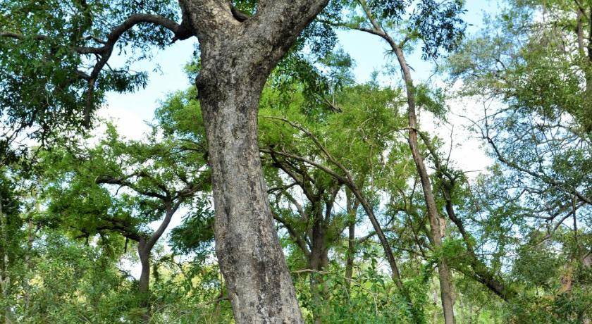Photo of Outdoor in Kruger National Park