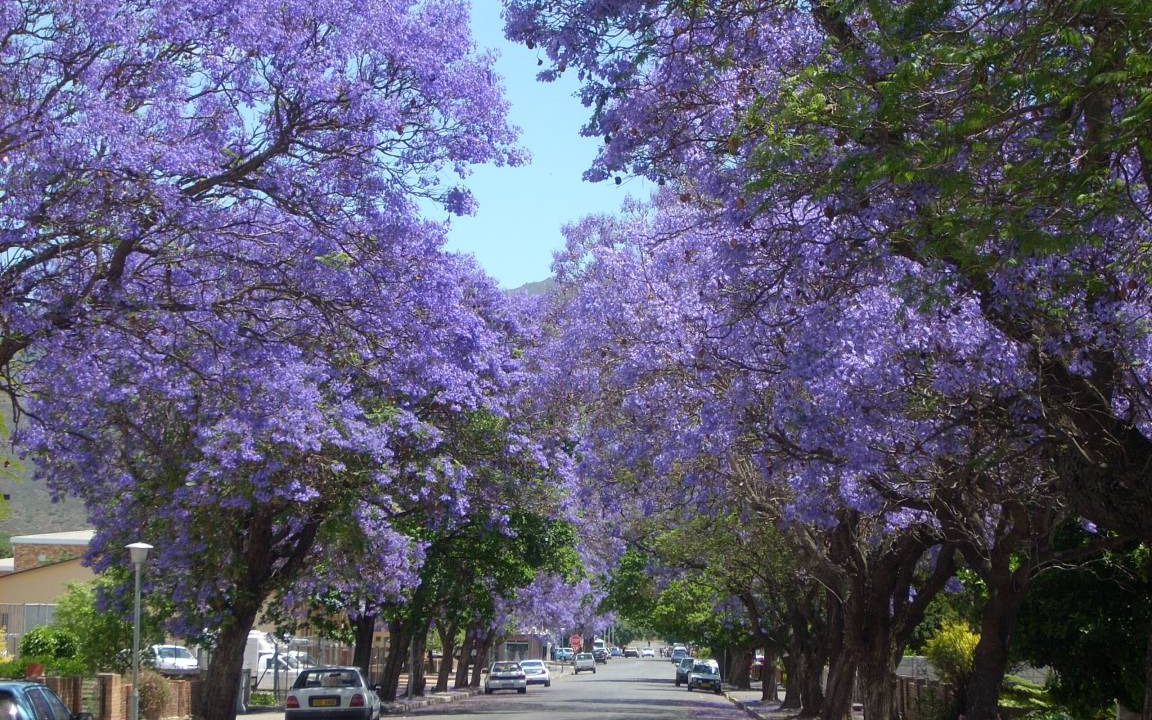 Photo of Others in Robertson