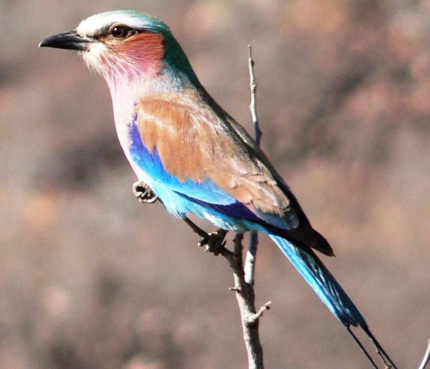 Photo of Others in Thorny Bush Game Reserve