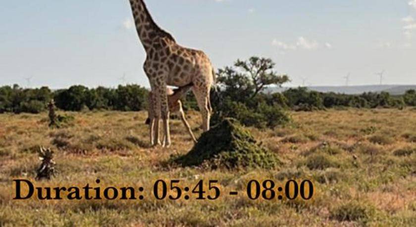 Photo of Others in Addo