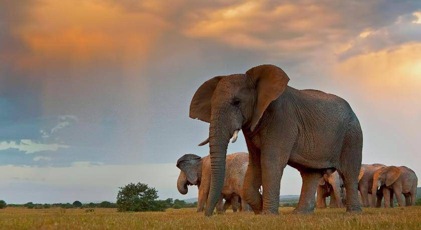 Photo of Others in Addo