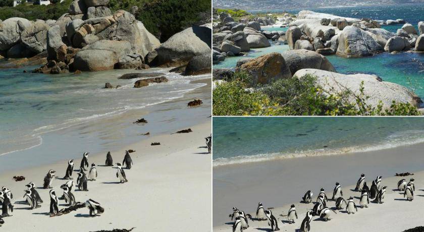 Photo of Others in Simon's Town