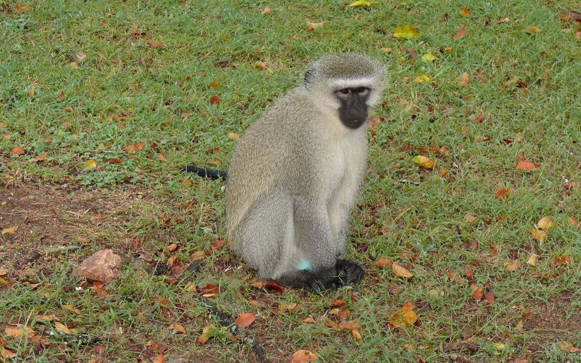 Photo of Others in Thorny Bush Game Reserve