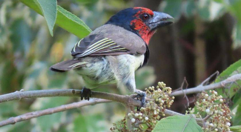 Photo of Others in Thorny Bush Game Reserve