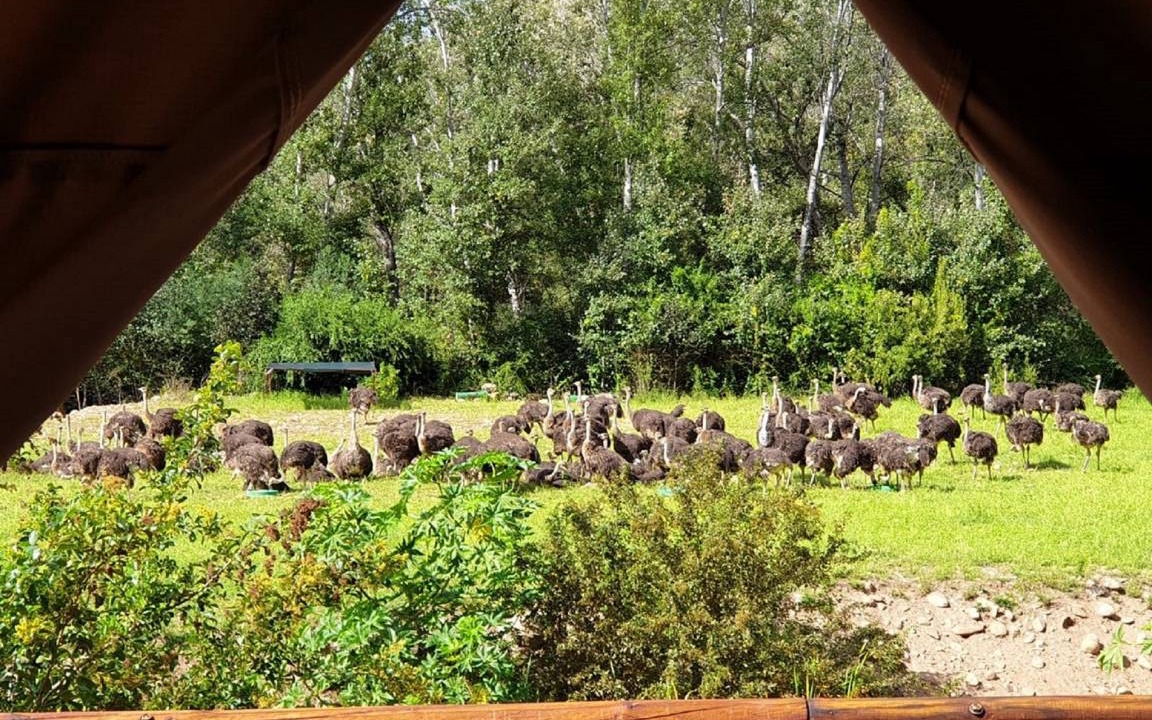 Photo of Others in Schoemanshoek
