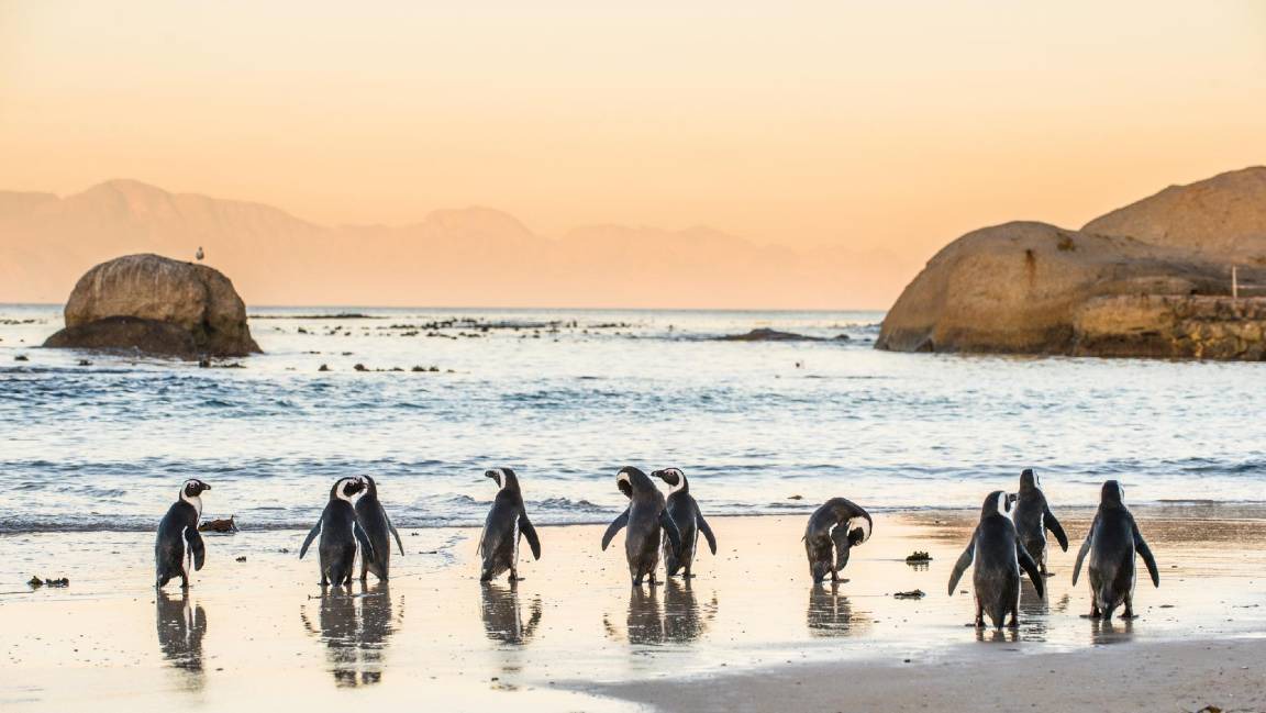 Photo of Others in Simon's Town