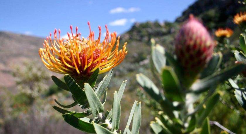 Photo of Others in Cederberg