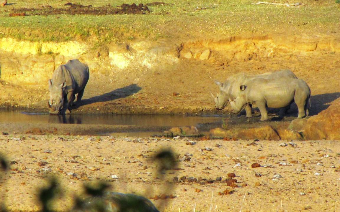 Photo of Others in Marloth Park