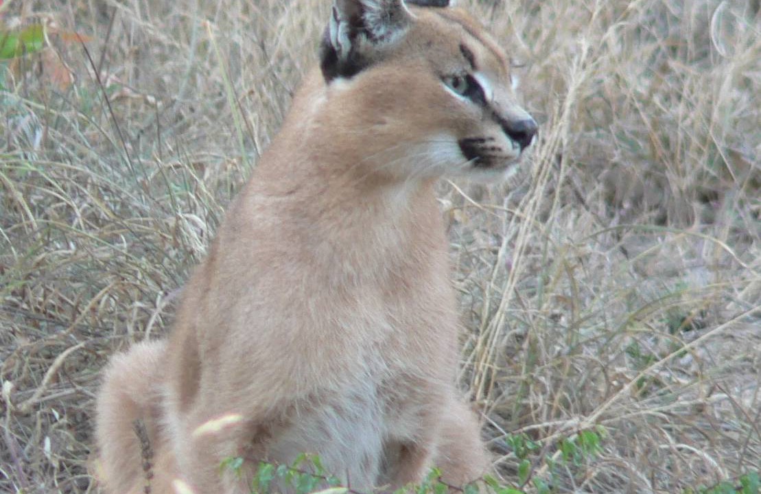 Photo of Others in Thorny Bush Game Reserve