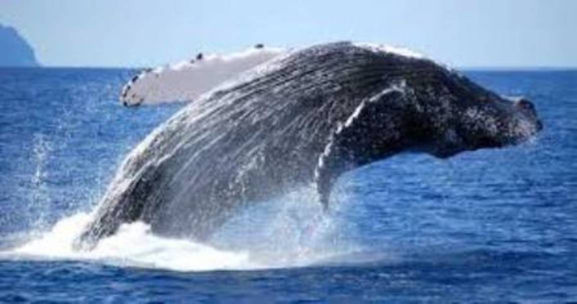 Photo of Others in Gordon's Bay