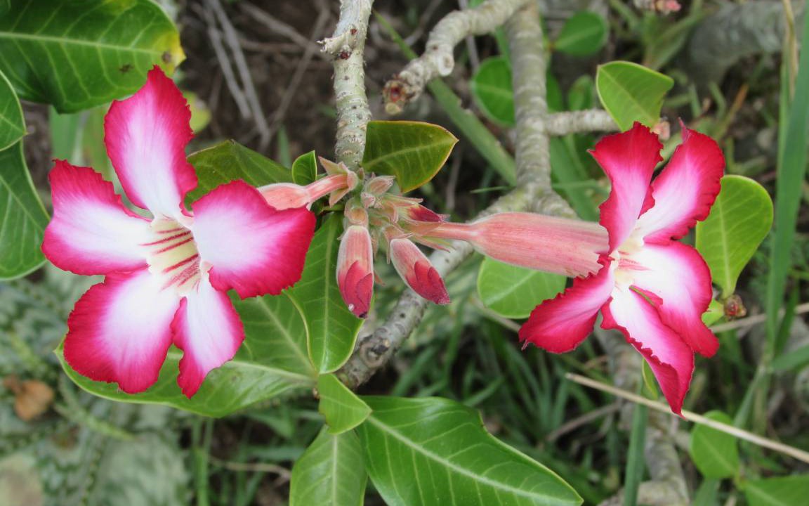 Photo of Others in Thorny Bush Game Reserve